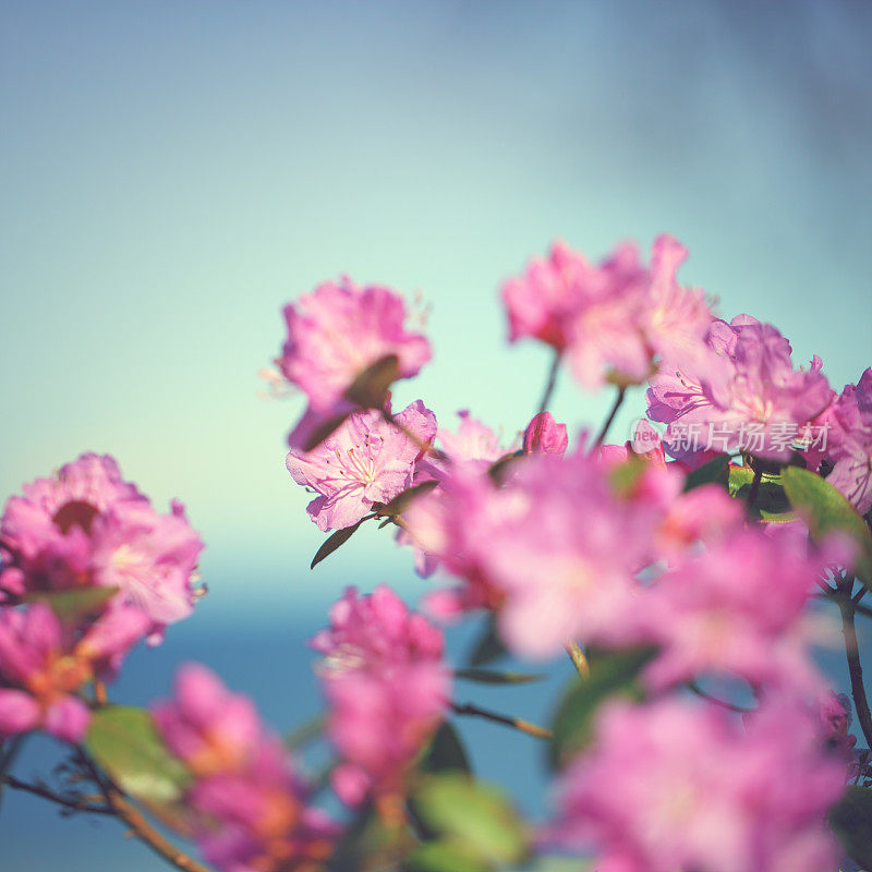 杜鹃花[杜鹃属]在春天